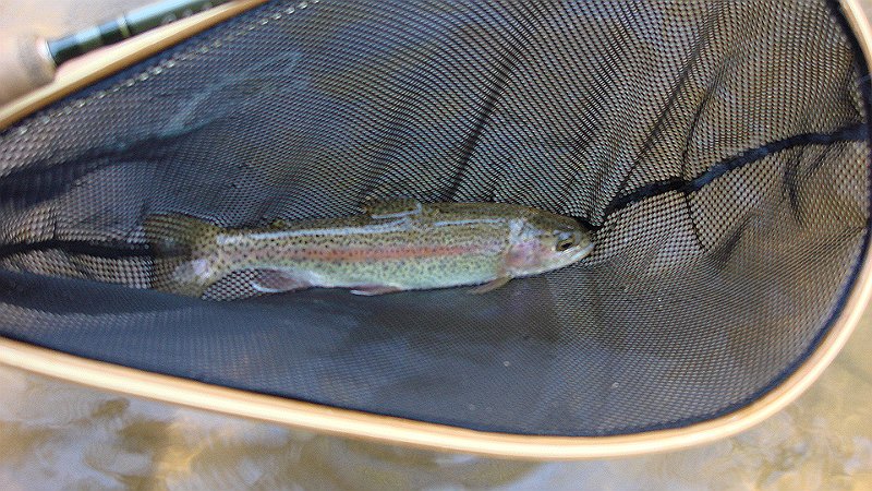 Little Rainbow.JPG
